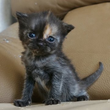 セルカークレックス【静岡県・女の子・2024年2月28日・トーティーシェル (錆び猫)（ショートへア　（ストレート））】の写真「3月27日初掲載！可愛い子に育ちそうです。」